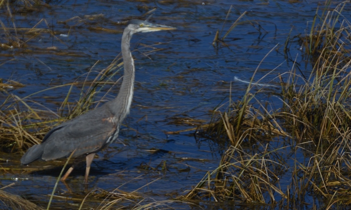 great blue heron scouring for food in the marsh